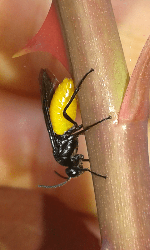 Arge pagana (Argidae)